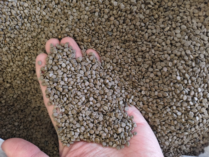 望江南中药材望江南干净无杂质大货批发量大优惠