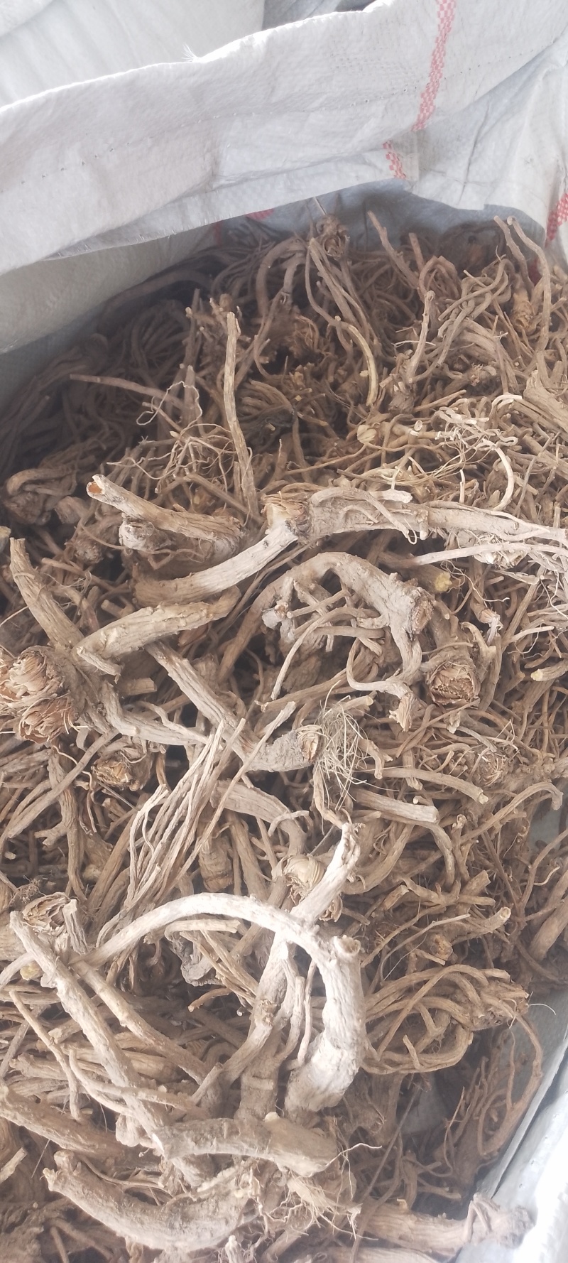 白花前胡直播条形货