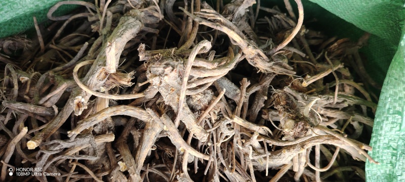 白花前胡直播条形货