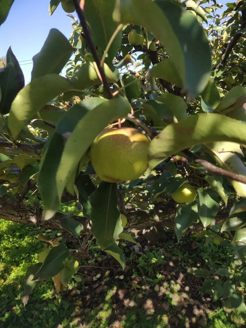 苹果梨