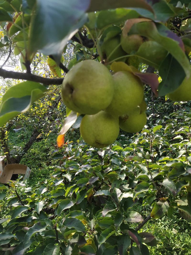 苹果梨