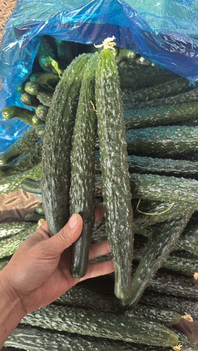 河南夏邑县密刺黄瓜，大量上市，产地直发，欢迎来电