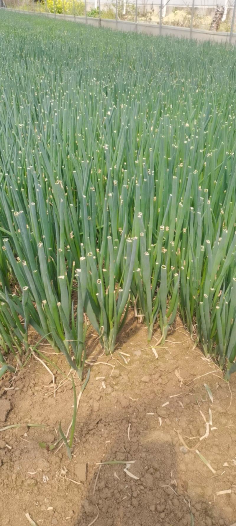 河南南阳嘉恒育苗基地，现有钢葱苗500万颗，售价5分