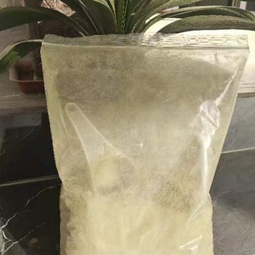 食叶草粉