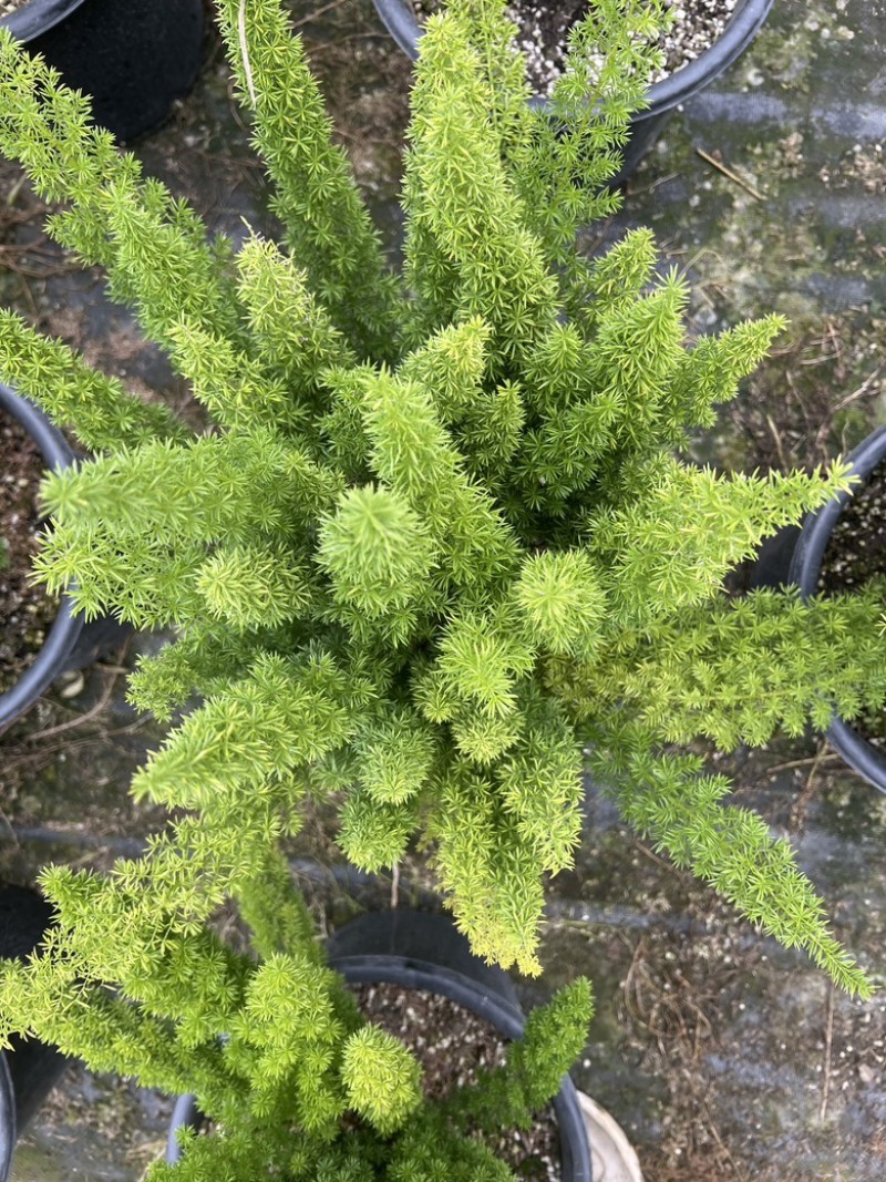 狐尾天门冬