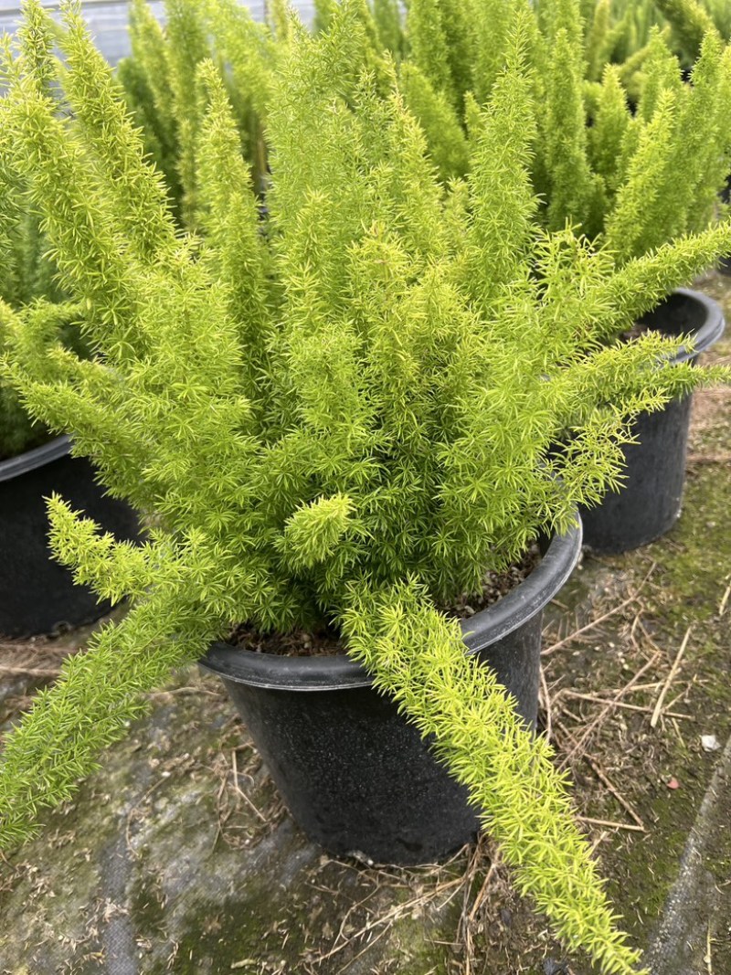 狐尾天门冬