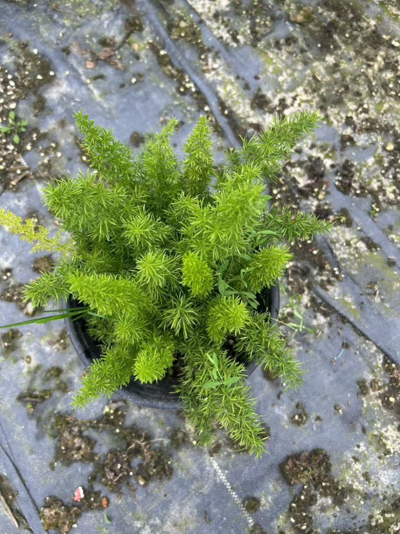 狐尾天门冬