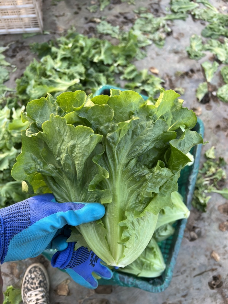 精品意大利，抢购中，价格美丽，质量**
