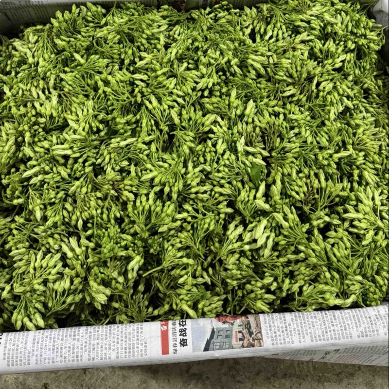 夜香花