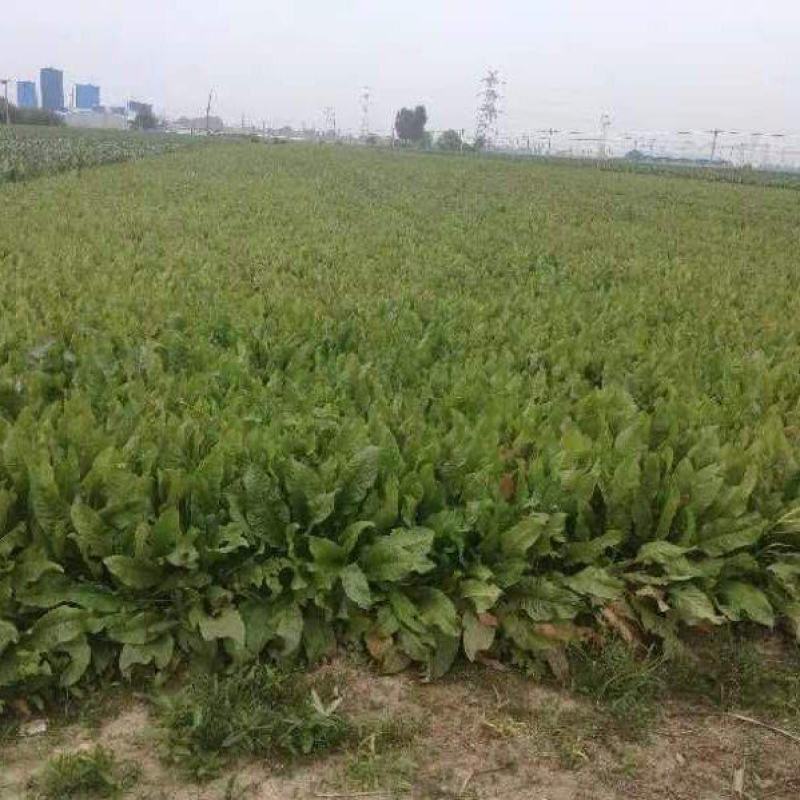食叶草