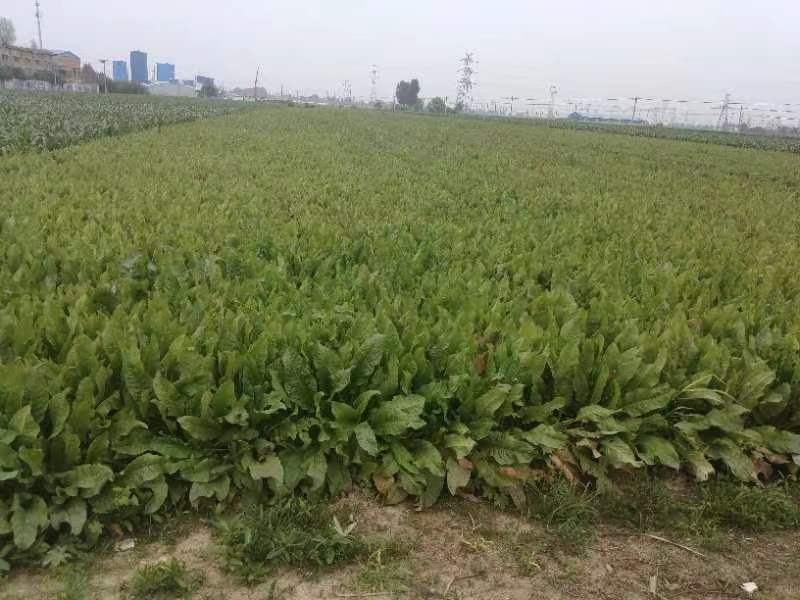 食叶草