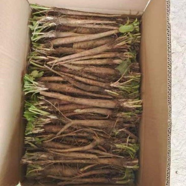 食叶草根苗