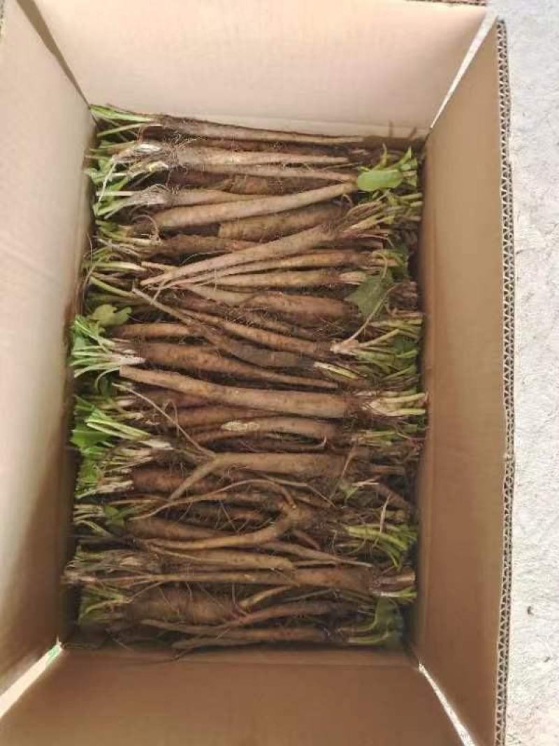 食叶草根苗