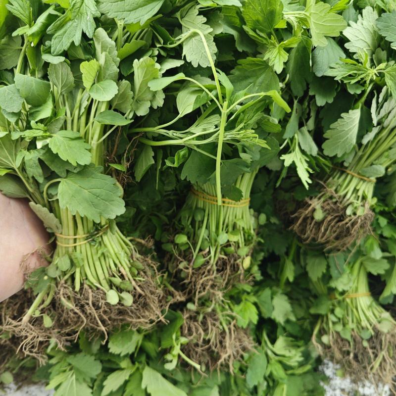 种植基地新鲜采摘益母草