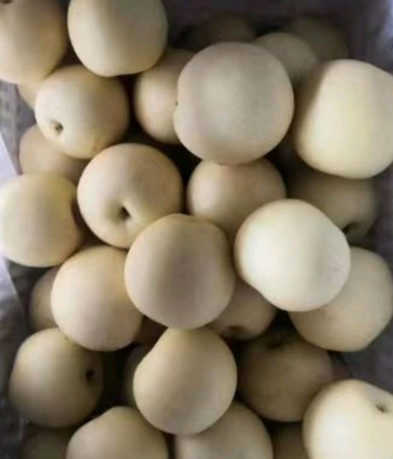 河北皇冠梨/大量有货，质量保障/诚信经营，可代发全国