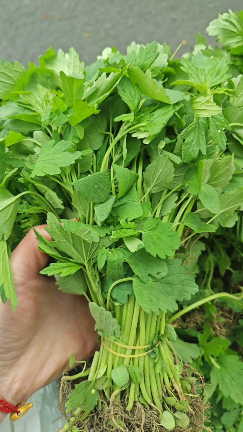 种植基地新鲜采摘益母草