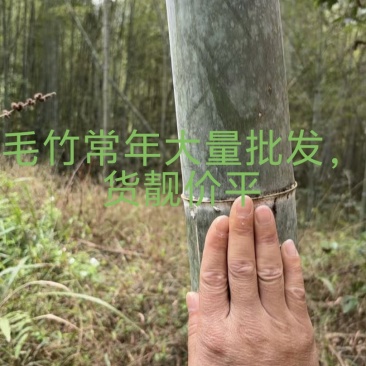 毛竹常年大量批发，货靓价平，欢迎老板们来咨询采购。