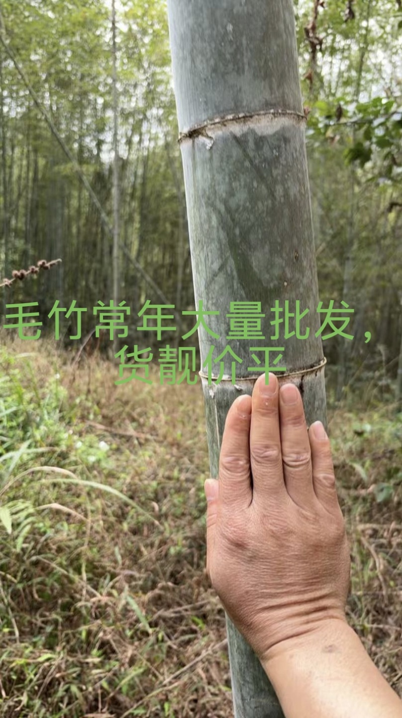 毛竹常年大量批发，货靓价平，欢迎老板们来咨询采购。