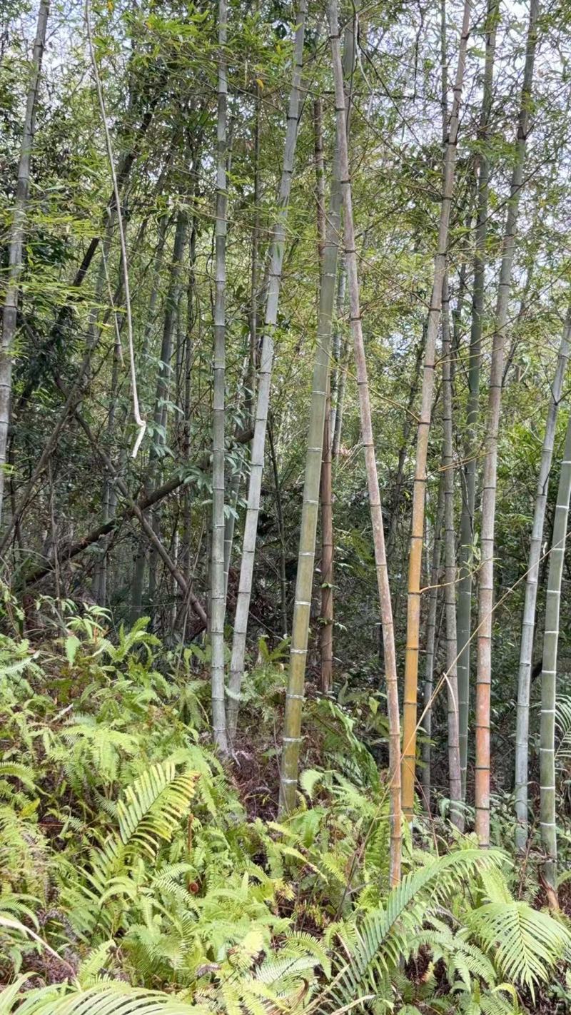 毛竹常年大量批发，货靓价平，欢迎老板们来咨询采购。