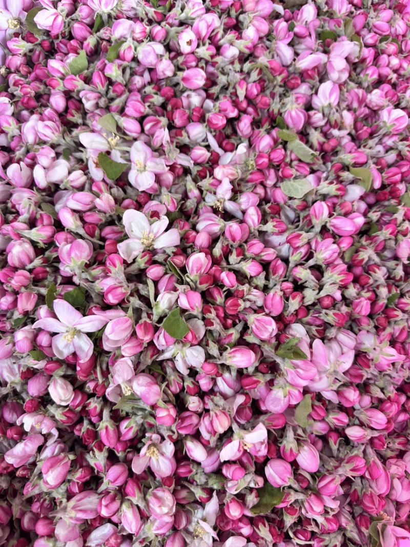 苹果花粉厂家直销经营品质保证要实地考察验货诚信