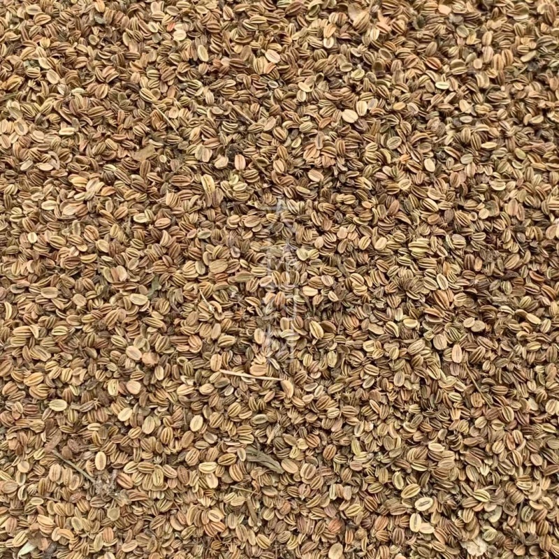 蛇床子【包邮】三斤起发货可批量可零售量大从优