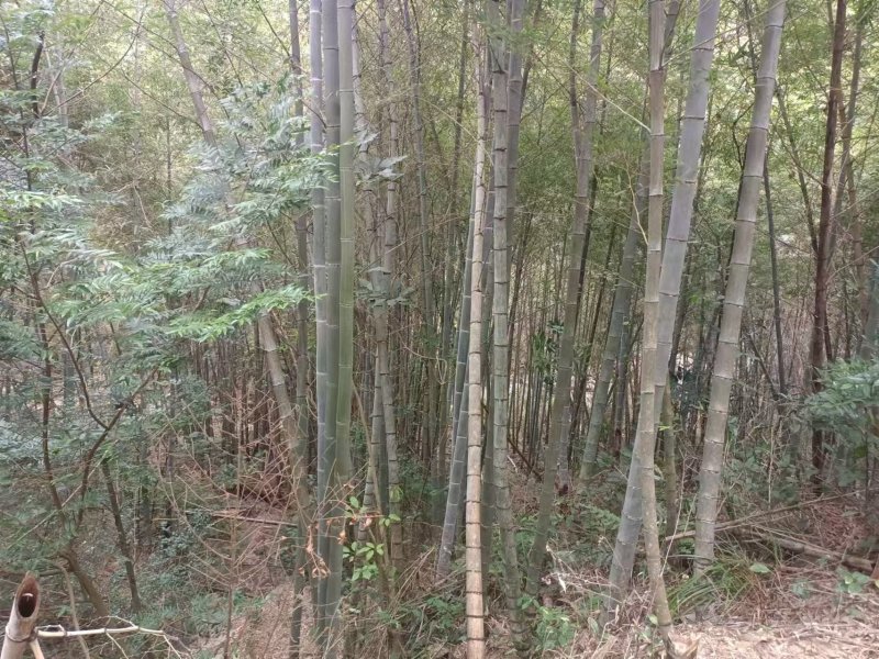 毛竹常年大量批发，货靓价平，欢迎老板们来咨询采购。