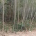 毛竹常年大量批发，货靓价平，欢迎老板们来咨询采购。