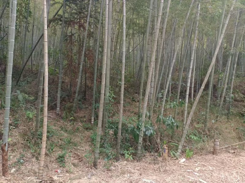 毛竹常年大量批发，货靓价平，欢迎老板们来咨询采购。