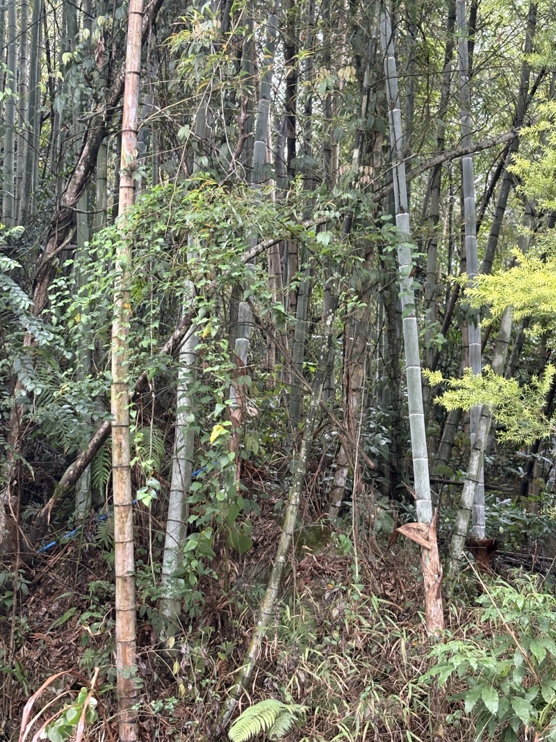 毛竹常年大量批发，货靓价平，欢迎老板们来咨询采购。