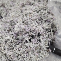 明前藤茶芽头