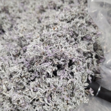 明前藤茶芽头