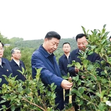 粤北万亩山茶籽油，自产自销批发零售