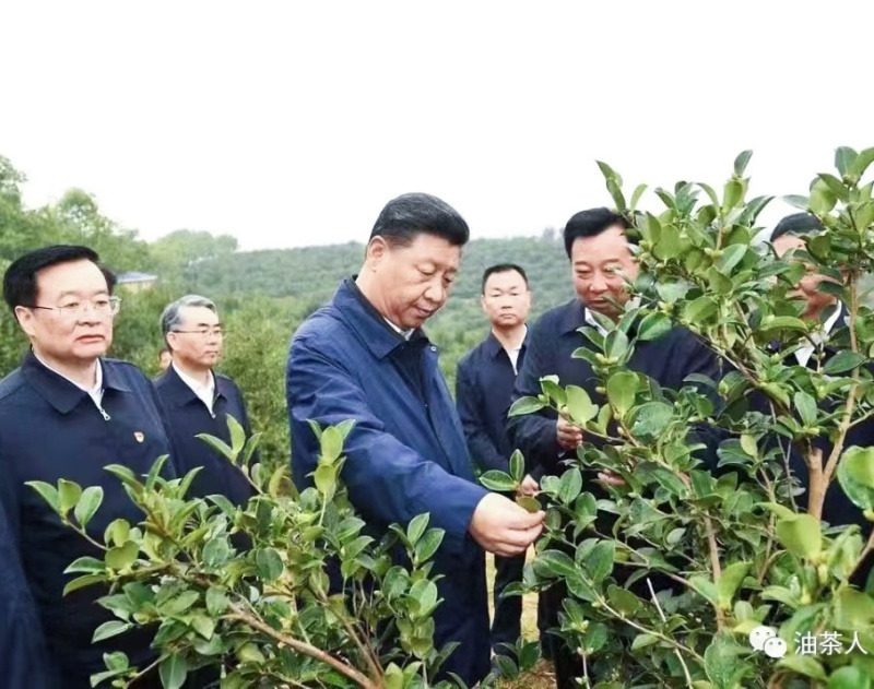 粤北万亩山茶籽油，自产自销批发零售