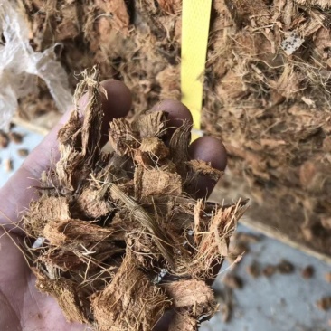 进口椰壳椰粒