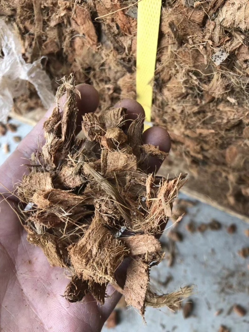 进口椰壳椰粒