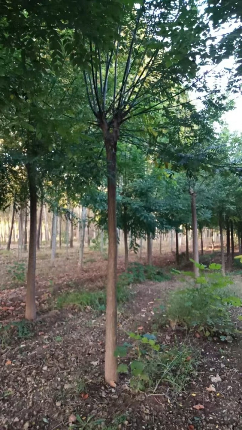 国槐树