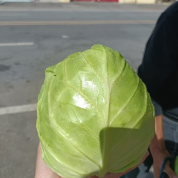 牛心甘蓝菜