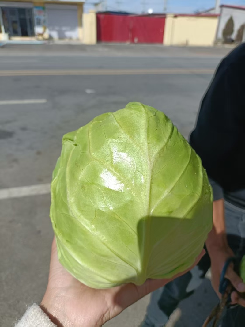 牛心甘蓝菜