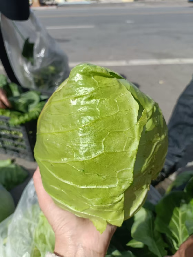 牛心甘蓝菜