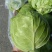 牛心甘蓝菜