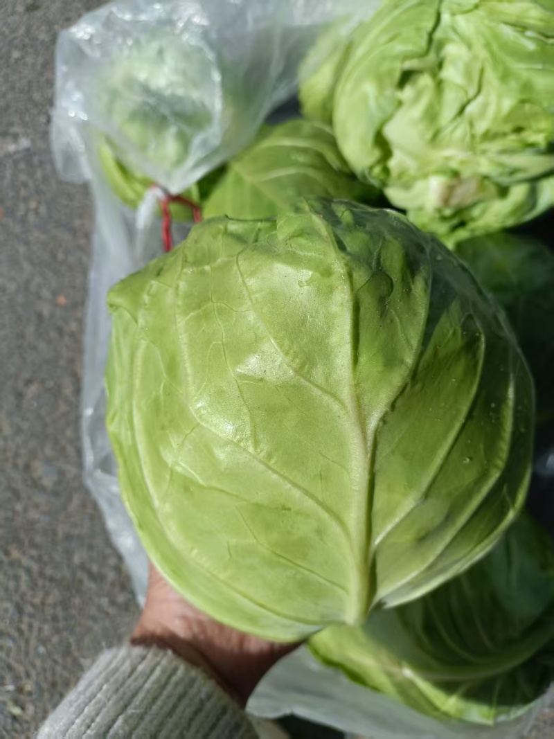 牛心甘蓝菜