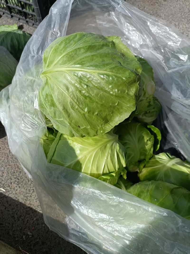 牛心甘蓝菜