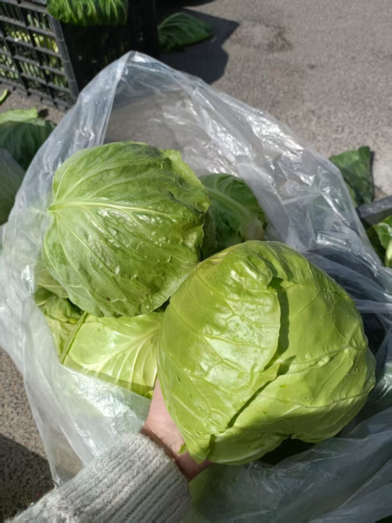 牛心甘蓝菜