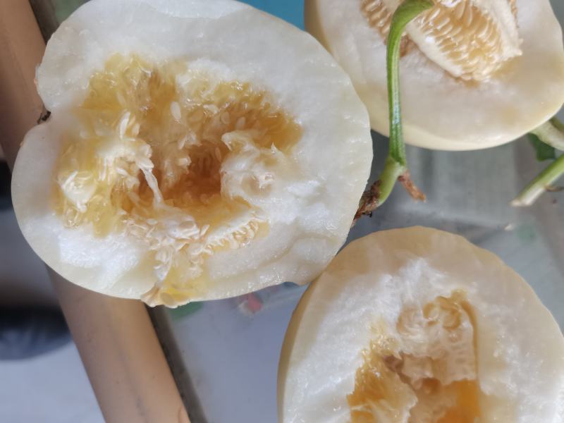 白沙蜜大量供应，口感脆甜皮薄汁多，保质保量全国代收代发