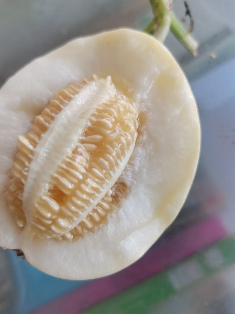 白沙蜜大量供应，口感脆甜皮薄汁多，保质保量全国代收代发