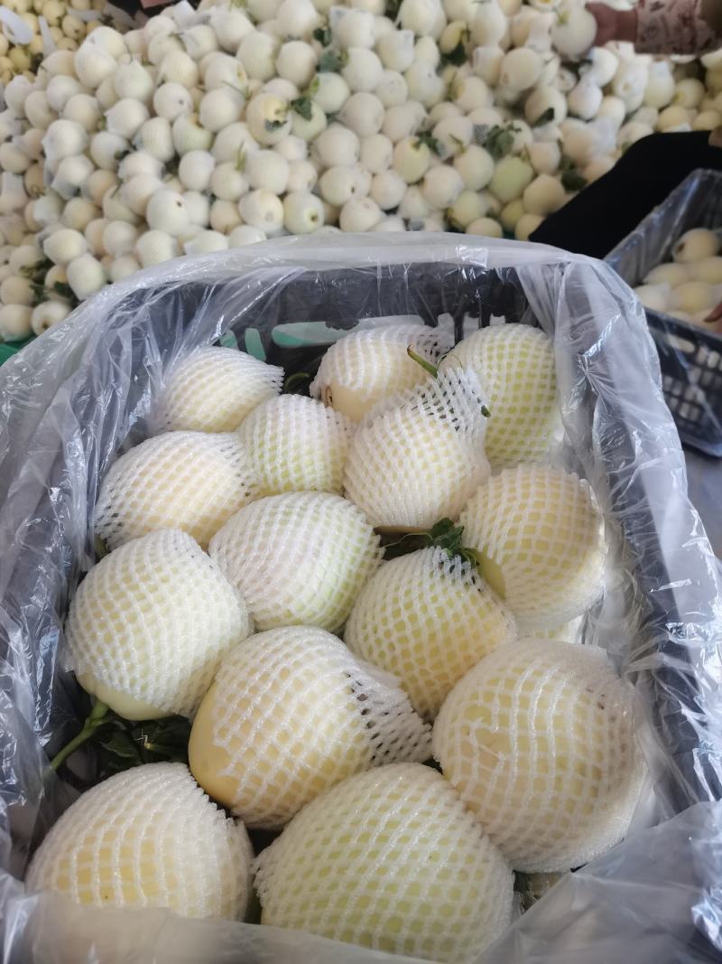 白沙蜜大量供应，口感脆甜皮薄汁多，保质保量全国代收代发