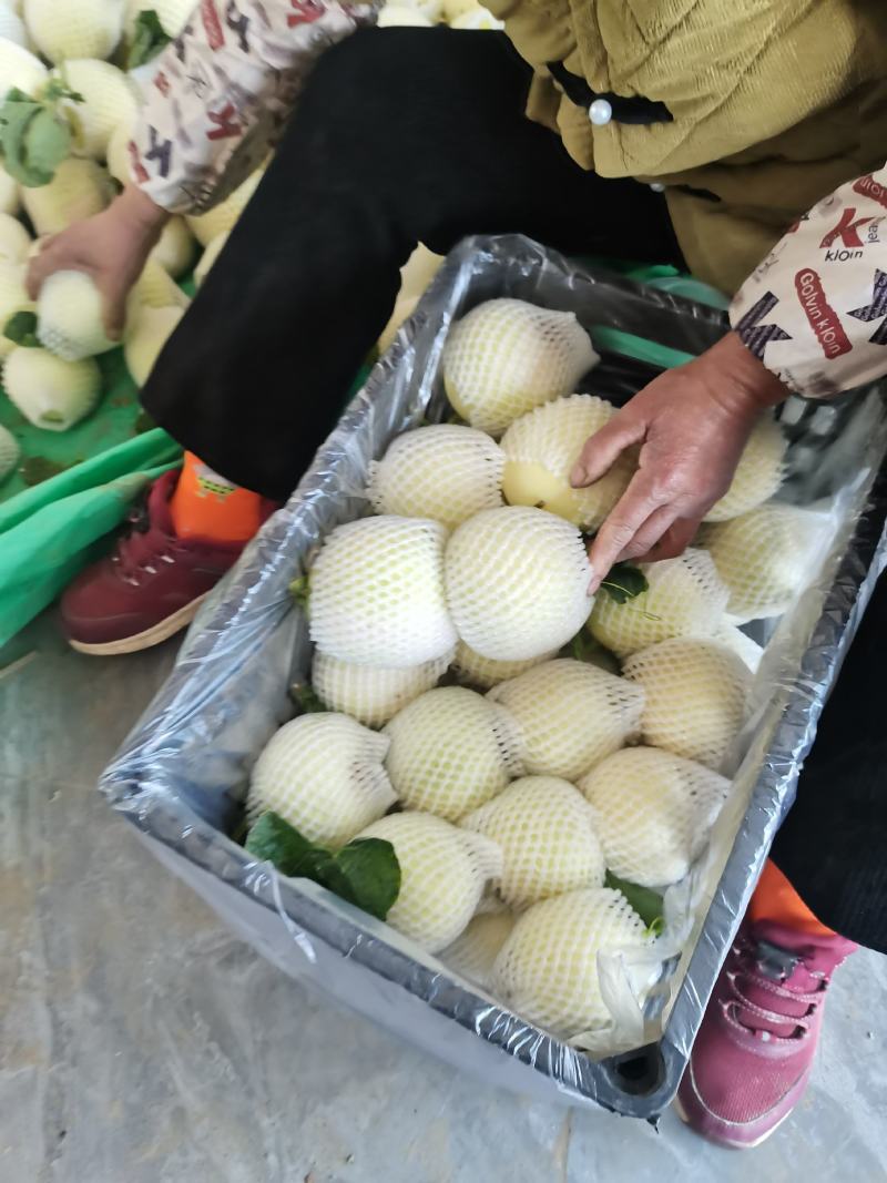 白沙蜜大量供应，口感脆甜皮薄汁多，保质保量全国代收代发