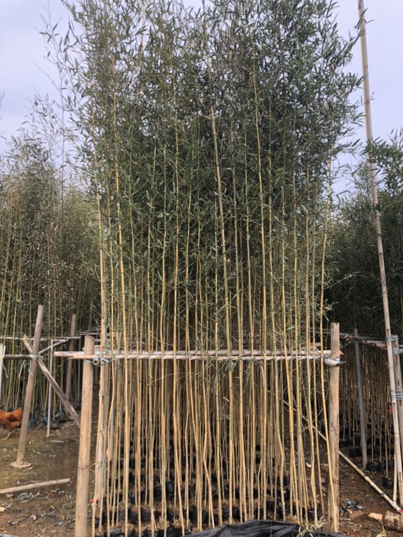 金镶玉竹