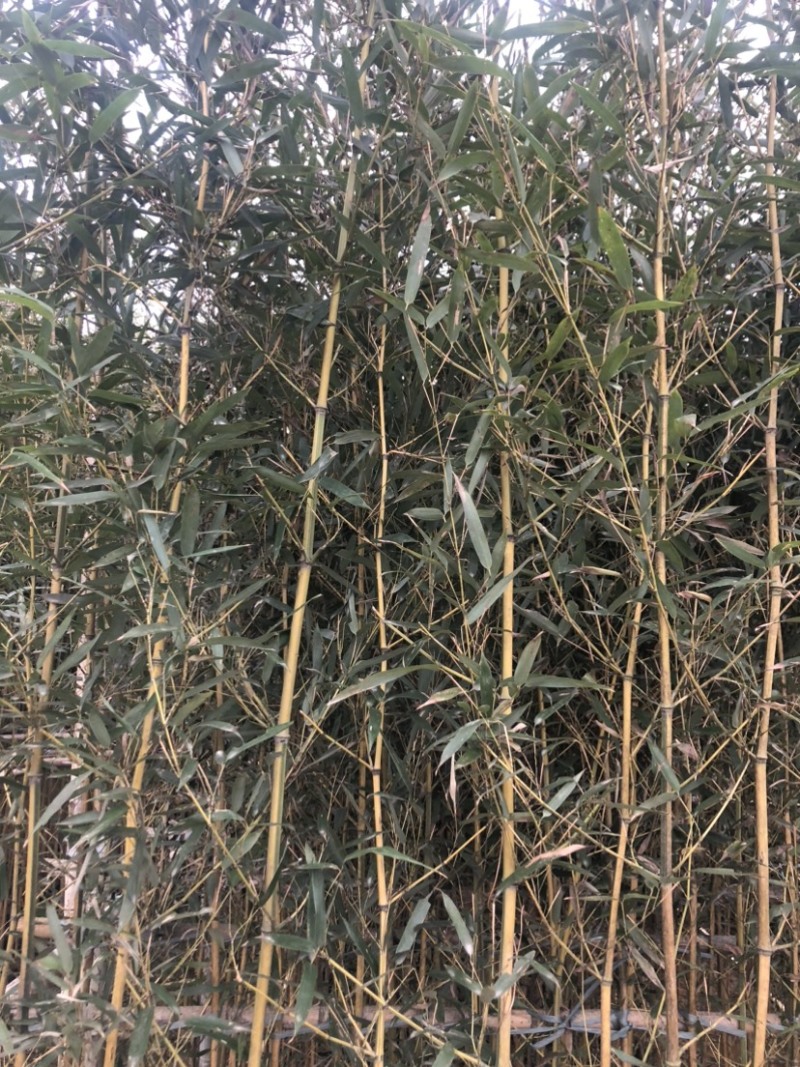 金镶玉竹