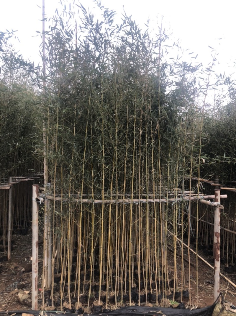 金镶玉竹